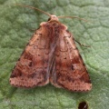 ingrailed clay (Diarsia mendica) Kenneth Noble